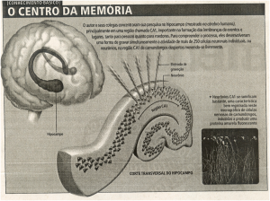 Figura 1: Cérebro Hipocampo CA1 Scientific American Brasil. Agosto, 2007